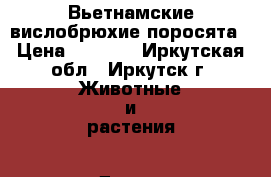 Вьетнамские вислобрюхие поросята › Цена ­ 3 000 - Иркутская обл., Иркутск г. Животные и растения » Другие животные   . Иркутская обл.,Иркутск г.